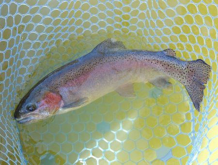 久しぶりにフライも　～岡崎トラウトポンド～